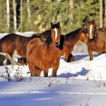 Alberta wild horses in the snow.