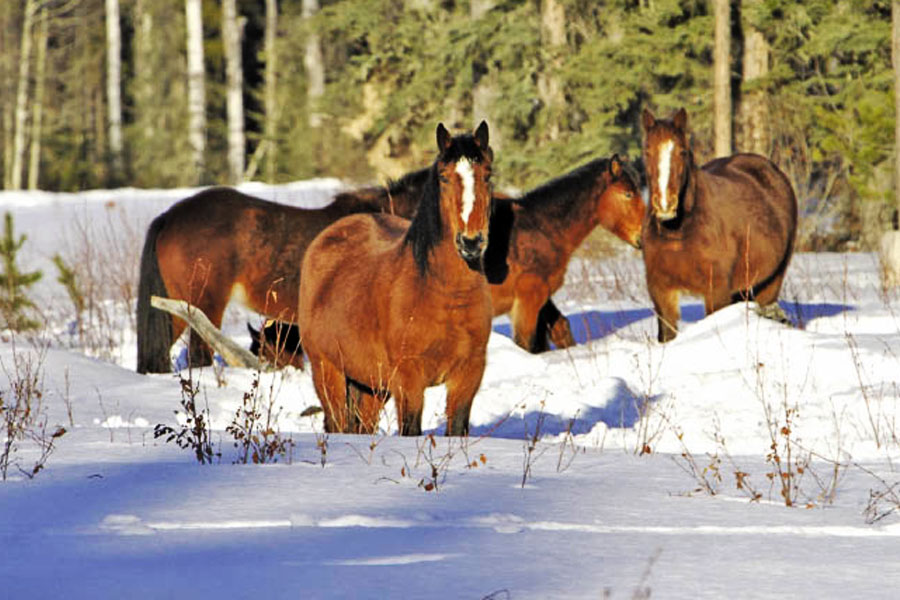 Alberta wild horses in the snow.