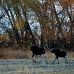 Moose walking across a field.