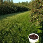 Saskatoon bush