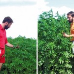 These photos of Jan Slaski in his Vegreville hemp plots were taken five days apart in July 2004, and show how quickly hemp can grow.