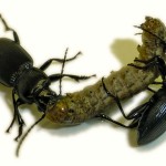 Insects eating another insect.