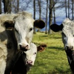 Cows and calfs.