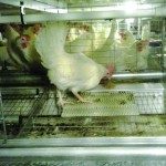 Scratch pads allow chickens to engage in natural behaviour.