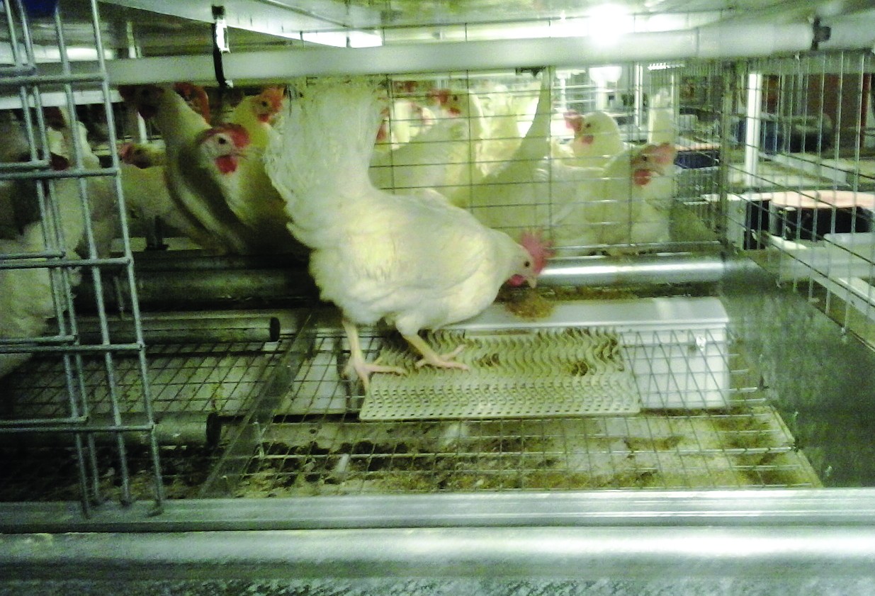 Chickens in an egg-laying facility