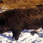 Wild boar are nocturnal and hardy and can cause major damage to croplands and feedstocks.