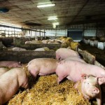 Converting a barn to a group-housing system can cost up to $1,000 per sow.