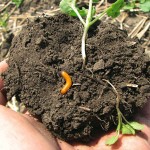 wireworm crawling on soil