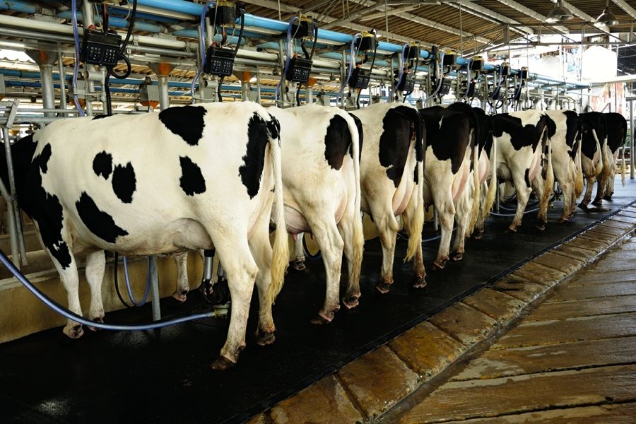 Dairy cows in a milking facility.