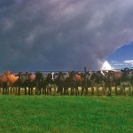 There are all sorts of colour combinations in Kees and Miranda Verhoef’s herd, but also fewer health problems and other economic benefits.