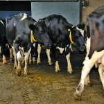 Milk production from dairy cattle has sharply increased, but so have problems with mastitis, reduced fertility and lameness.