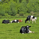 Dairy cattle in a field