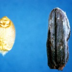 An ergot-infected grain (r) compared to a healthy grain seed.