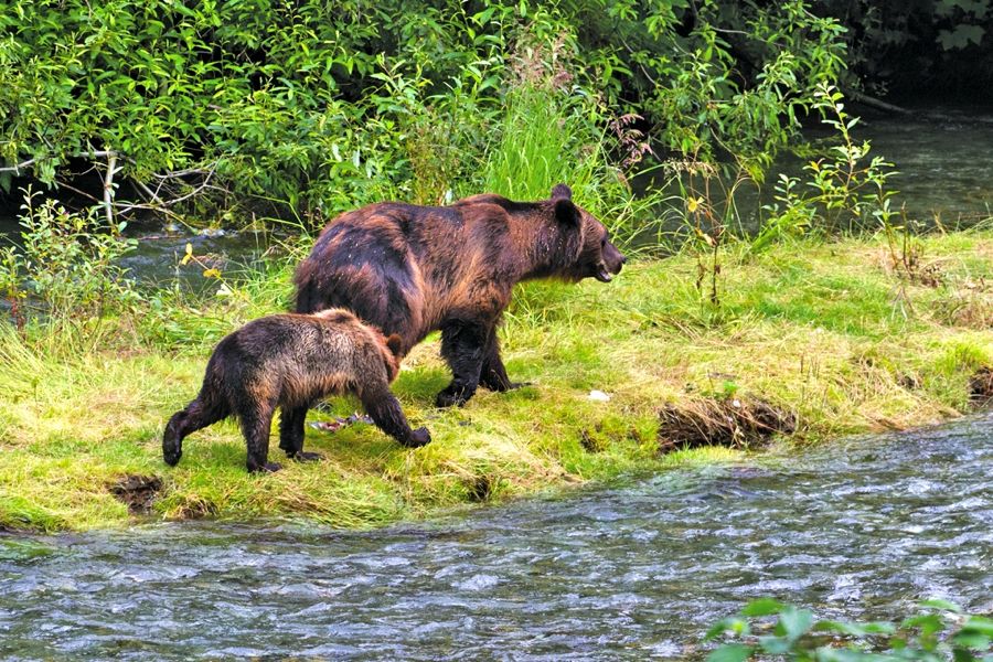 Mother grizzly bear and cub.