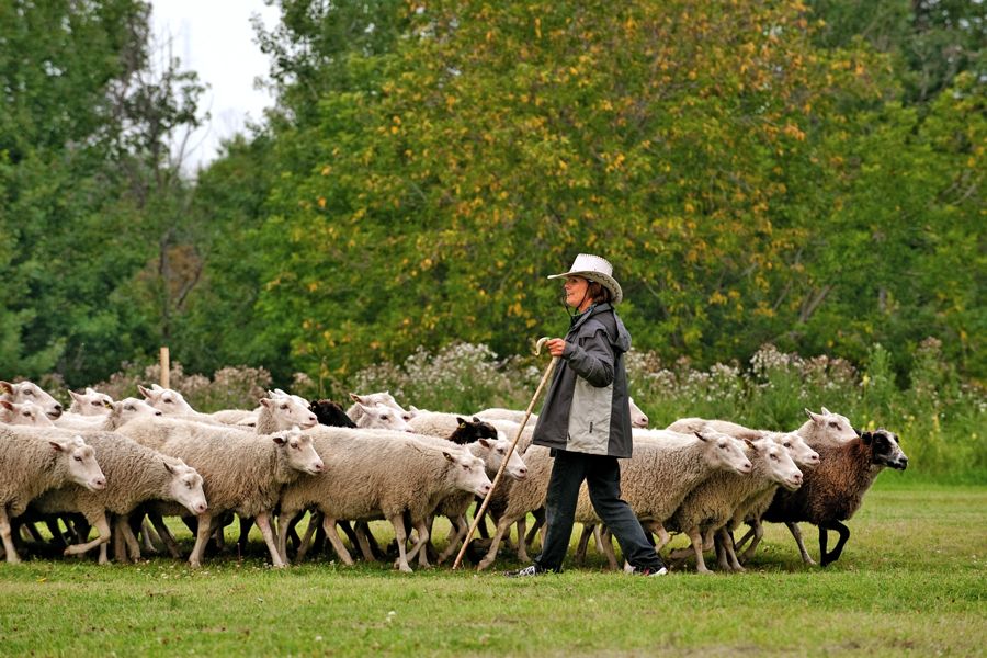 a flock of sheep and a herder