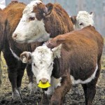 A plastic guard, or nose flap, discourages calves from weaning while allowing them to stay with their mothers.