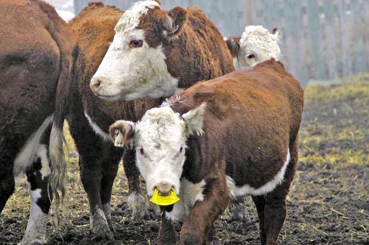 a cow and her calf