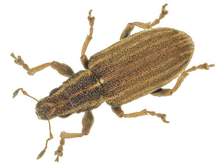 pea leaf weevil