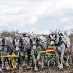 man running a team of horses