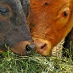 cows eating hay