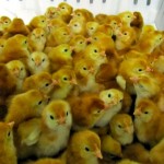 A group of Rhode Island Red chicks at the University of Alberta’s Poultry Research Centre, which has housed collections of heritage chickens for more than 20 years.