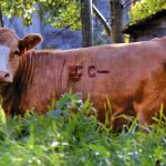 cow with brand mark