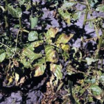 “Early detection is critical for minimizing the impact of the disease and preventing further spread and significant outbreaks.” – Robert Spencer, commercial horticulture specialist, Alberta Ag-Info Centre