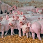 “We have to be prepared to live in a world where this infection and this disease is going to continue to recycle throughout herds in the United States, the world, and potentially herds in Canada.” – Egan Brockhoff