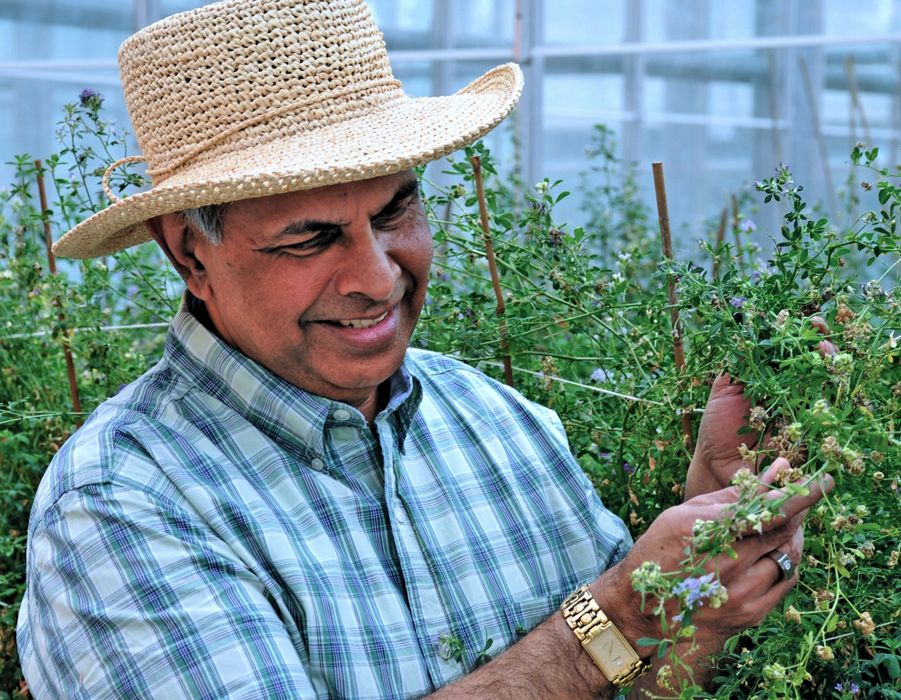 man inspecting forage grass