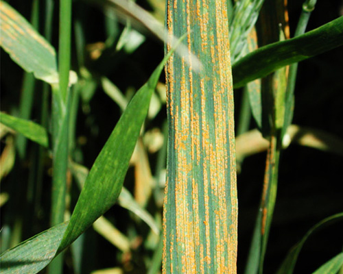 Strip rust on wheat leaf