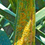 stripe rust on wheat