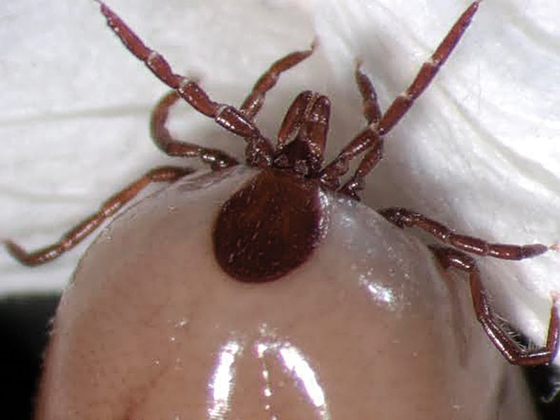 The ixodes tick, pictured here, is one of the tick species that carries bacteria that causes Lyme disease.