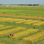Farmers doing their own tests could try a smaller-scale version of repeated check strips used by commercial researchers.