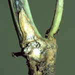 Blackleg stem