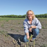 Elna Edgar’s asparagus fields near Innisfail are picked almost bare by the end of June. Photo: Jennifer Blair