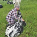 Ed Matters, who is participating in Alberta Open Farm Days, tends his Speckle Park cows.