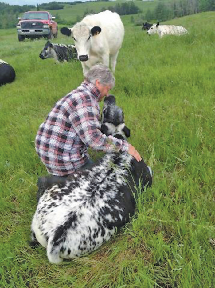 Ed Matters, who is participating in Alberta Open Farm Days, tends his Speckle Park cows.  photo: submitted