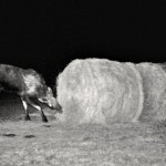 Tessa Nybo used a trail cam to capture this picture of a moose in their haystack yard, which is only protected by barbed wire fence.