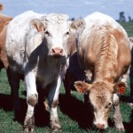 cows
