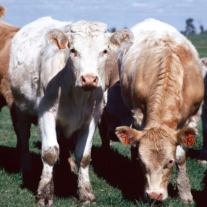cows