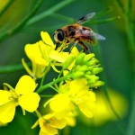 Neonic controversy shouldn’t affect canola producers