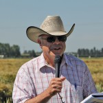Beef cattle producers can save thousands of dollars by swath grazing cereals over the winter, says Vern Baron.