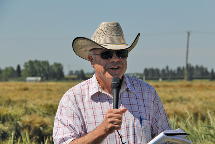 Beef cattle producers can save thousands of dollars by swath grazing cereals over the winter, says Vern Baron.  Photo: Jennifer Blair