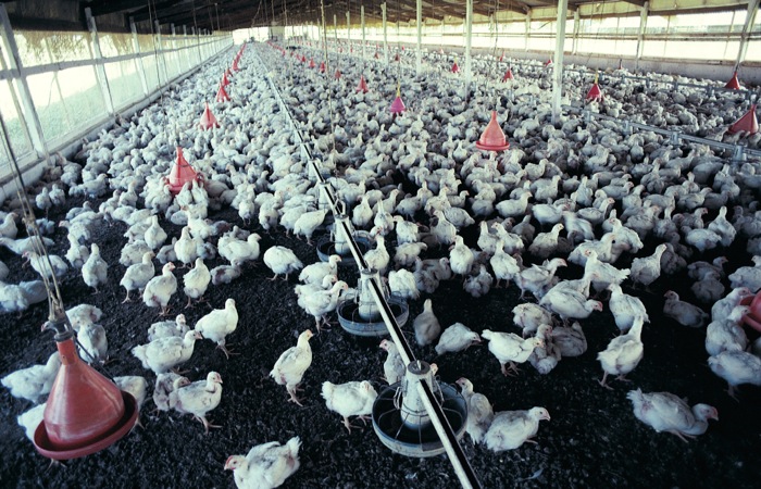 Alberta Chicken Producers welcomes update to poultry care code
