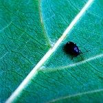 If you have lots of flea beetles this year, it’s a good indication of more next year.