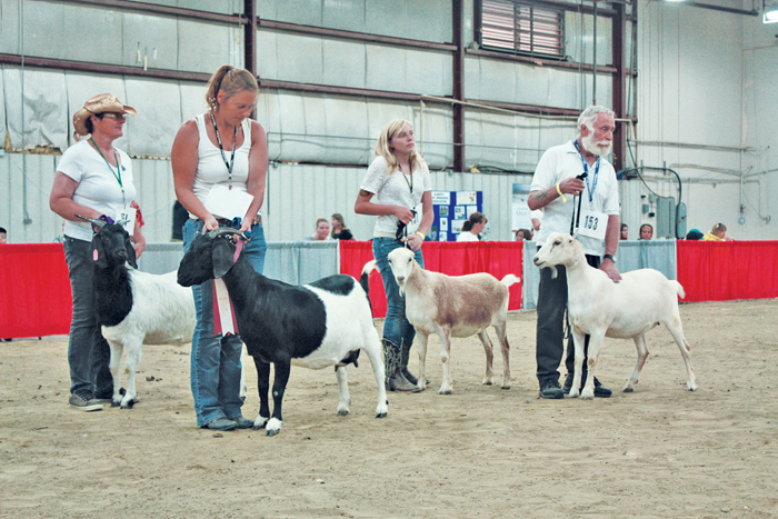 Carmen Vetterli (second left) shows off the grand champion doe in the meat class while owner Merna Gisler of Innisfail (with cowboy hat) looks on. John Henderson of White Treasure Farms of Innisfail (far right) shows the reserve champion doe, while granddaughter Dani Forsburg shows another of his goats.  Photos: Dianne Finstad