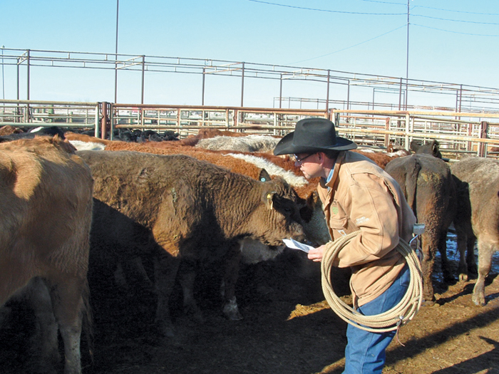 Gary Guichon, a provincial field supervisor in southern Alberta, is one of the inspectors with Livestock Identification Services.