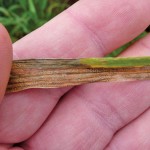 This high-resolution picture clearly shows septoria leaf spot. Kelly Turkington takes several shots of the same issue to ensure he gets a clear shot of the problem.