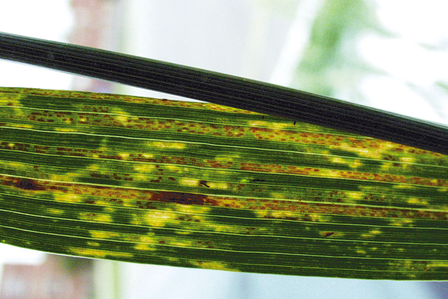 Stripe rust spread slowing, spring wheat fields most affected
