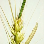 Wheat head armyworm
